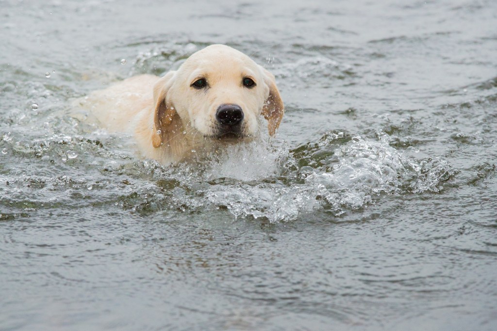 wet dog rescued from sinking boat