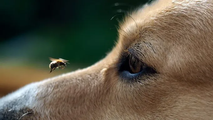 bee on dog's nose how to keep your dog safe from bees