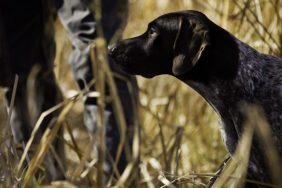 A German Shorthaired Pointer out hunting