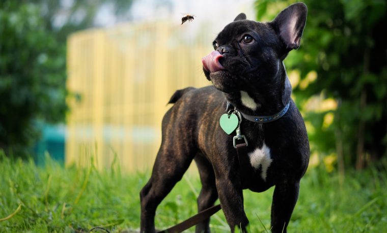 french bulldog looking at bee dog attacked by swarm of bees