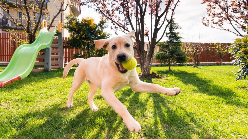 labrador retriever puppy playing with tennis ball why do dogs love tennis balls