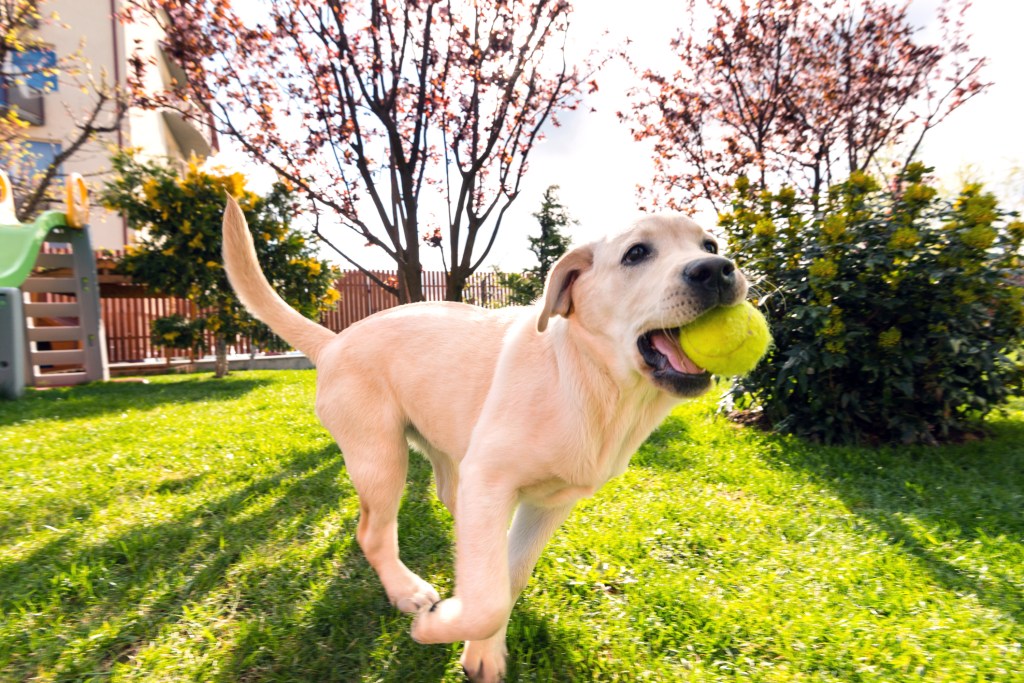 Labrador Retriever puppy playing with tennis ball why do dogs love tennis balls