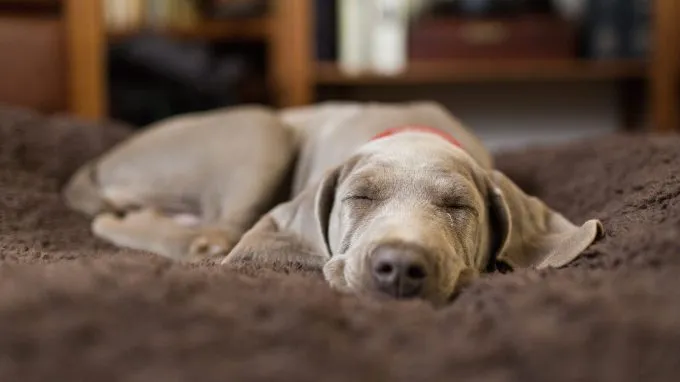 A Weimaraner puppy relaxes in their dog room.