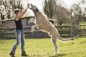 The Irish Wolfhound is one of the biggest dog breeds