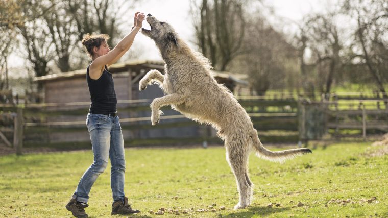 The Irish Wolfhound is one of the biggest dog breeds