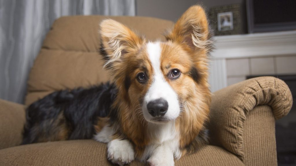 corgi puppy on recliner firefighters rescue puppy trapped in recliner