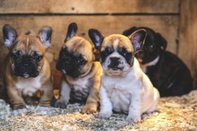 Four adorable French Bulldog puppies