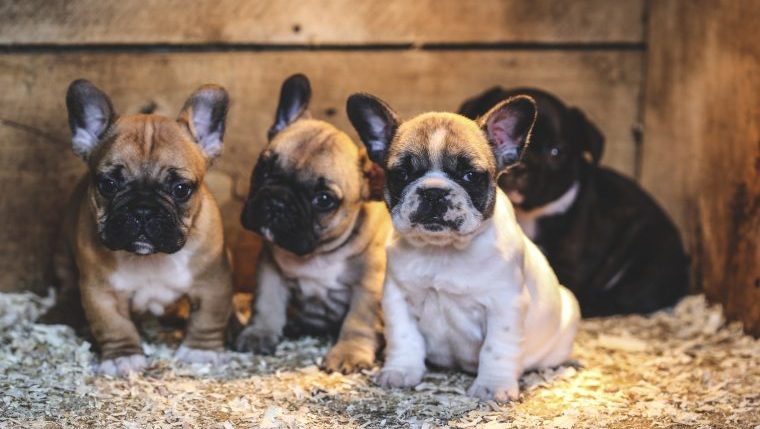 Four adorable French Bulldog puppies