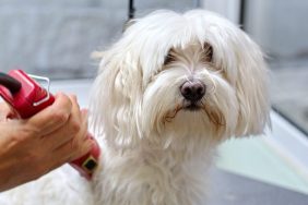 Maltese dog getting groomed Maltese dies due to dog groomer abuse