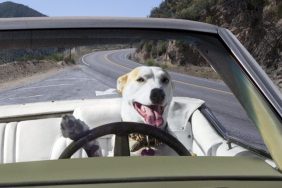 dog driving car dui suspect trades places with dog