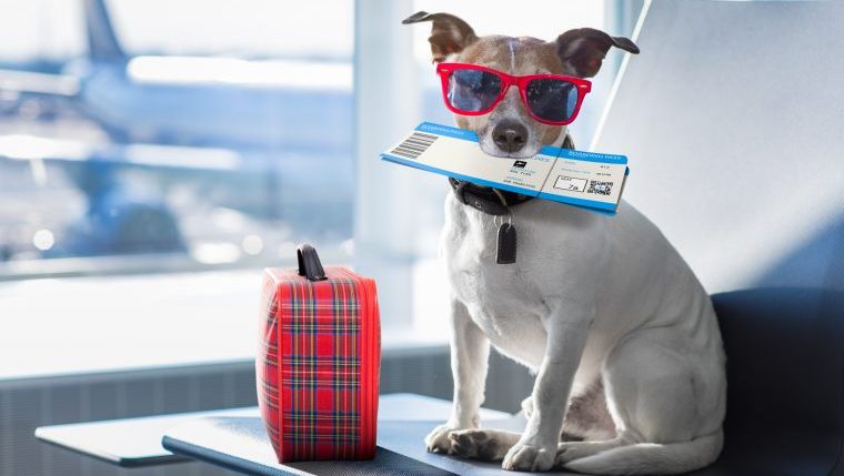 dog with plane ticket and suitcase travel-inspired dog names