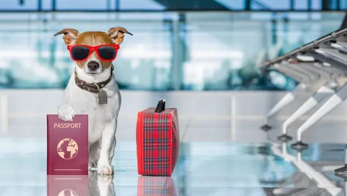 jack russell terrier with passport and suitcase travel-inspired dog names