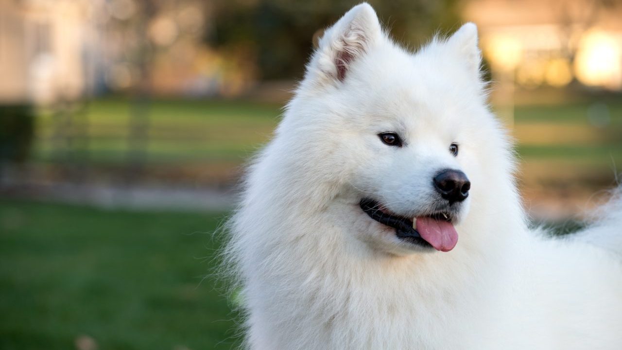 Samoyed before and sales after spay