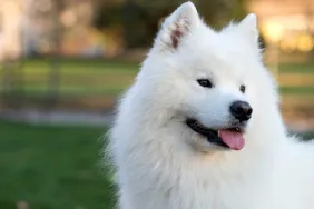 Rescued Samoyed Walks Red Carpet at Cannes