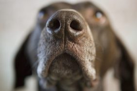 Study Shows High Accuracy in Dogs’ Ability to Sniff Out COVID-19