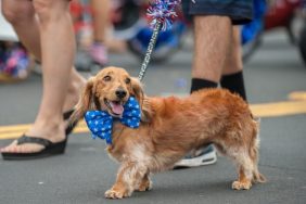dachshund walking in parade safety tips dogs at parades