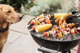 dog looking at grill keep your dog safe at barbecues