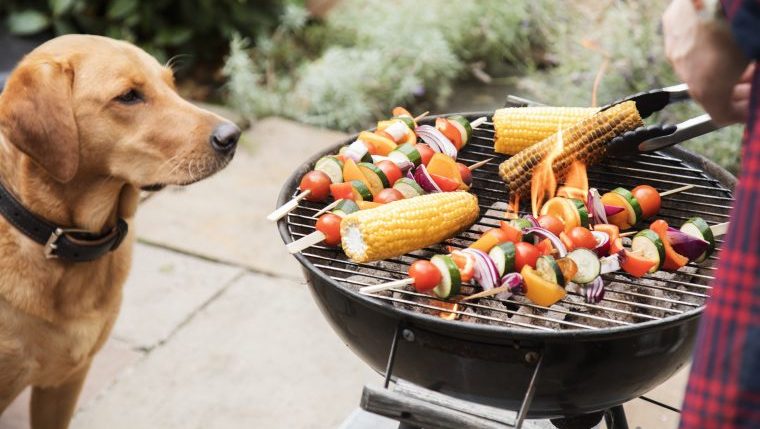 dog looking at grill keep your dog safe at barbecues