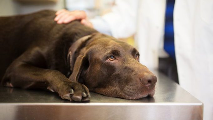 labrador retriever at vet dogs poisoned by neighbors