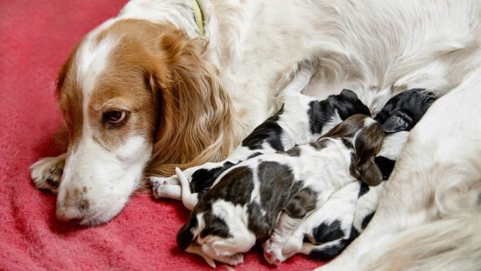 mother dog with puppies abandoned at shelter