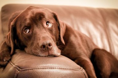 A Labrador Retriever doesn't want to get off the couch