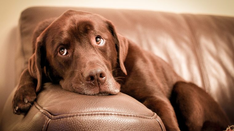 A Labrador Retriever doesn't want to get off the couch