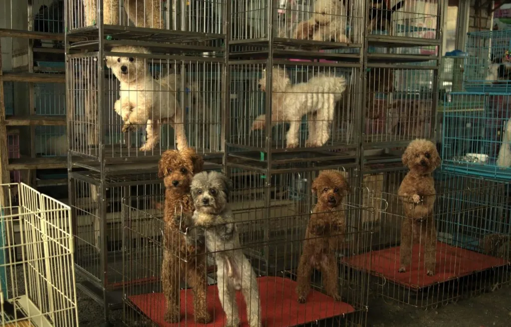 dogs stacked in cages 82 dogs rescued from inhumane conditions