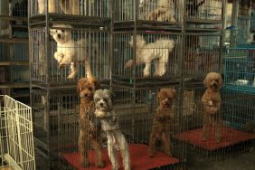 dogs stacked in cages 82 dogs rescued from inhumane conditions