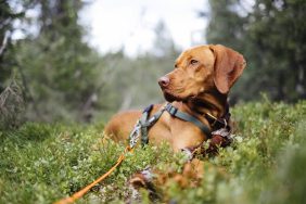 Beautiful hunting dog breed resting in bushes in the forest during a hunt.