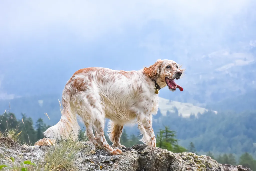 Beautiful hunting dog breed — English Setter — standing on a rock.