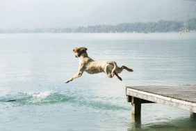 Whippet dog diving and jumping off dock into water.