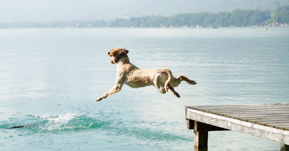 Dog Jumps Over 36 Feet in San Diego Dock Diving Competition