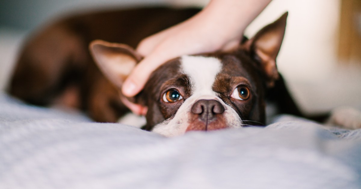 Stolen Boston Terrier Reunited With Owner