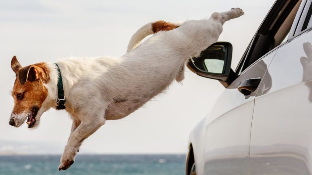 Jack Russell jumping out of car window dog survives carjacking