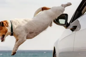 Jack Russell jumping out of car window dog survives carjacking