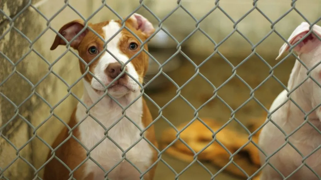 overcrowded animal shelters