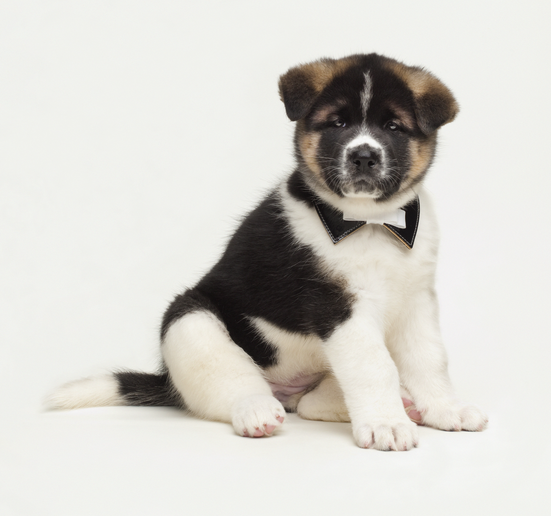 Akita Dog Breed Information & Characteristics