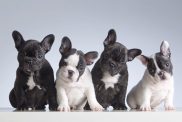 Four French Bulldog puppies in a line, waiting to be named by theme puppy dog names.