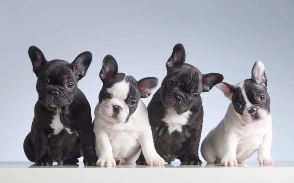 Four French Bulldog puppies in a line, waiting to be named by theme puppy dog names.