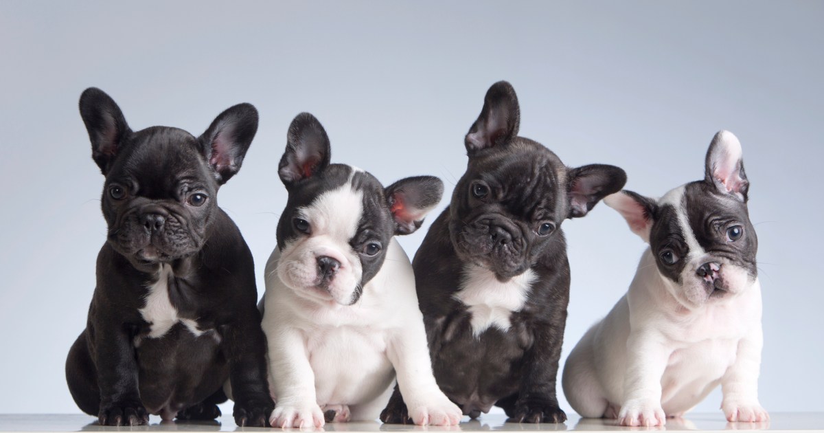 Themed Dog Names For Litters Of Puppies