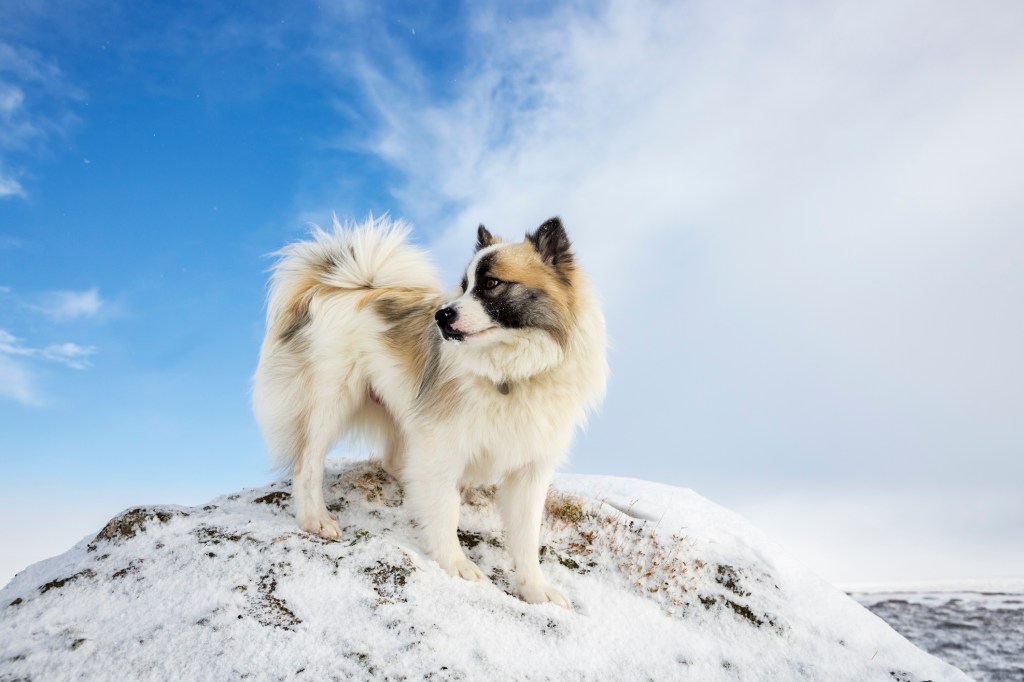 Icelandic Sheepdog in the snow
