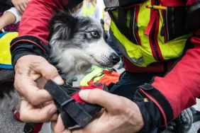 injured dog with first responder dog rescued by firefighters