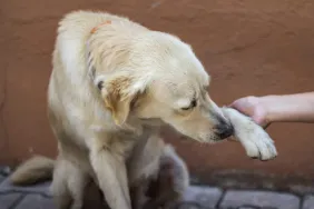 Dog holding up its paw after it was been stung by a bee or wasp and a human is holding the injured paw.