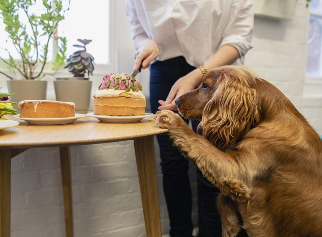 A cocker spaniel golden retriever mix dog sniffing cakes because he is a gluten-detection dog