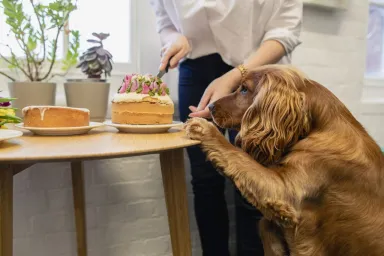 A cocker spaniel golden retriever mix dog sniffing cakes because he is a gluten-detection dog