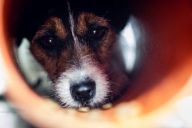 Jack Russell dog rescued from storm drain