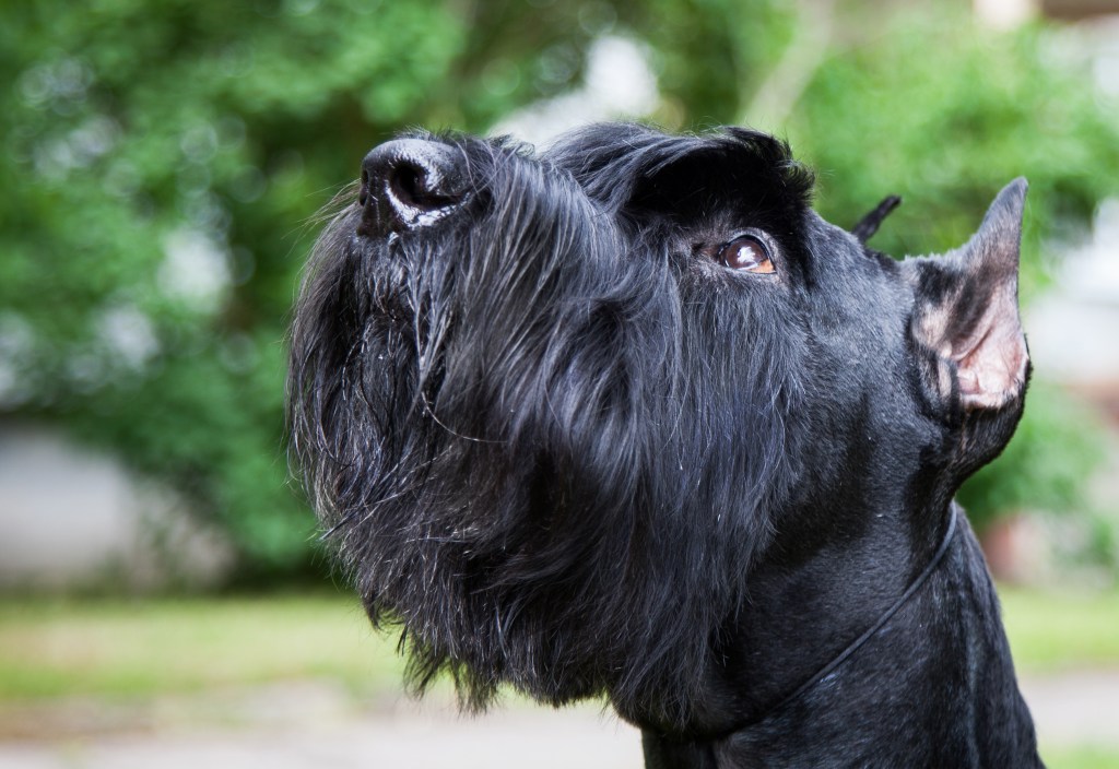 Giant Schnauzer Dog Breed Information & Characteristics