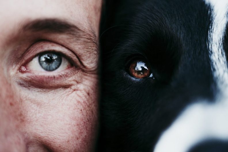 Close up of half a human's face on the left side of the image touching half a black and white dog's face on the right side of the image, focusing in on the eyes.