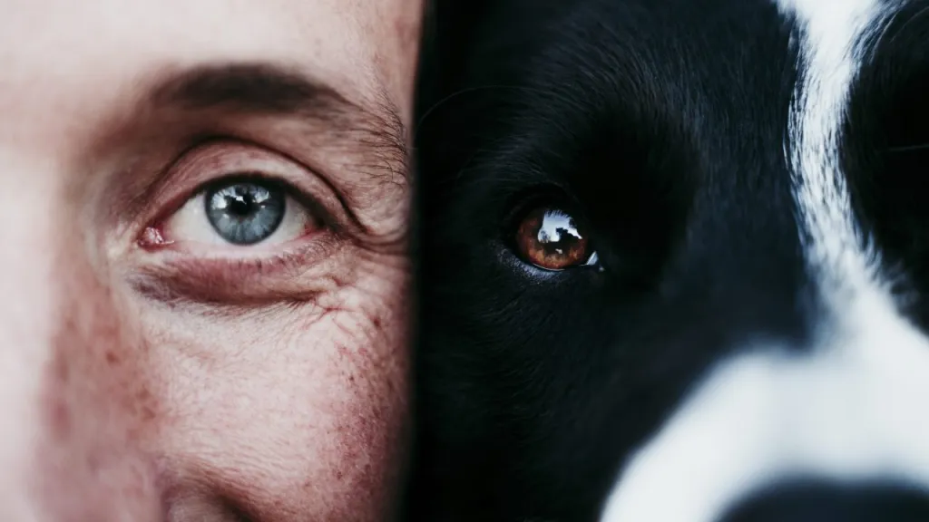 Close up of half a human's face on the left side of the image touching half a black and white dog's face on the right side of the image, focusing in on the eyes.