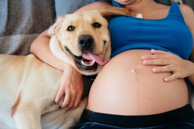 Happy dog lying down with pregnant owner